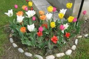 Alberto Bussolotti<br>la varietà dei colori della fioritura dell'angolo evoca la gioia di vivere.