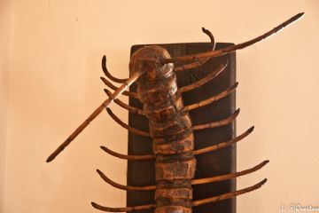 Il millepiedi - Museo dei Ceppi Piero Baudo