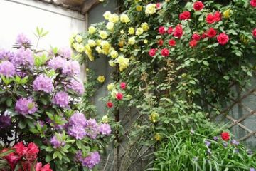 Margherita Nodaro<br>La varietà dei colori della fioritura dell'angolo che evocano la gioia di vivere.